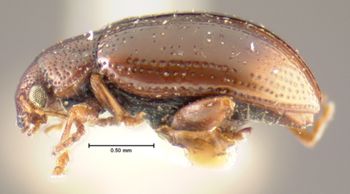 Media type: image;   Entomology 5018 Aspect: habitus lateral view